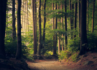 Drewno we wnętrzach – dlaczego tak pożądane? Drewno we wnętrzach
