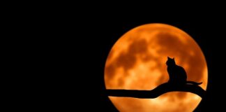 Czy powinno się wypuszczać kota na dwór?