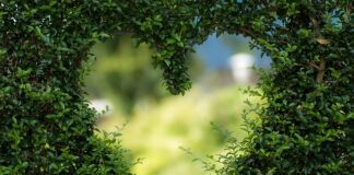 Co dzieje się z twoim ciałem Kiedy pijesz zieloną herbatę?