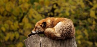 Czy czerwona herbata wypłukuje magnez?