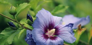 Czy ketmia to hibiskus?