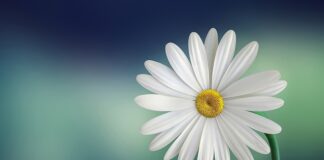 O jakiej porze pić białą herbatę?