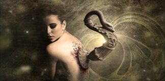 Ile kosztuje implant dla fretki?