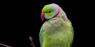 Z czego można zrobić obroże dla psa?