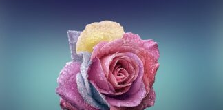 Czym się różni biała herbata od zielonej?