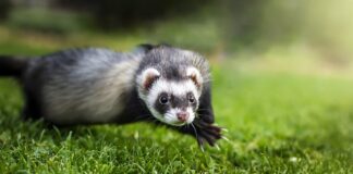 Czy fretka jest w klatce?