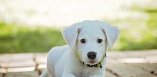 Czy obroża Foresto jest bezpieczna dla kota?